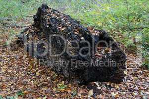 decomposing tree trunk