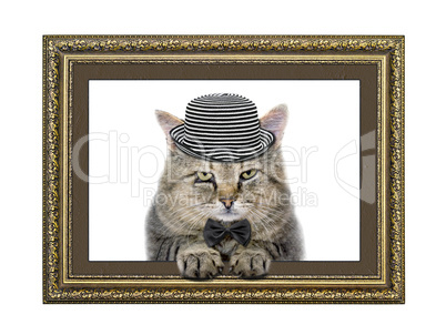 cat in the hat and bow tie looks out of the picture frame