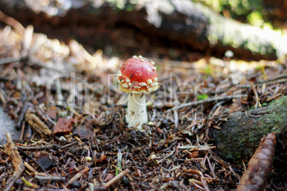 red poisoned mushroom growing in the summer forest