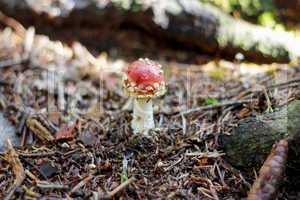red poisoned mushroom growing in the summer forest
