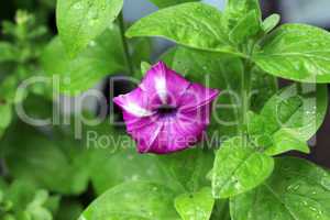 violet petunia blooming under drops and green leaves