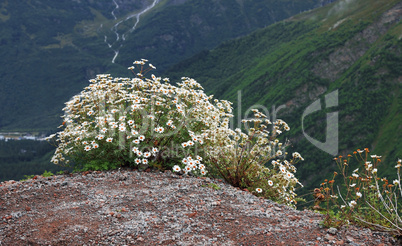 caucasus mountain landscape and bush of camomiles