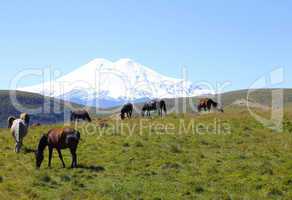 horses on the summer autumn caucasus meadow