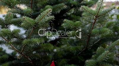 santa claus on pine tree