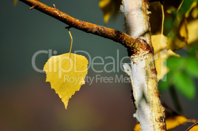 birch leaf