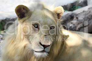 albino lion