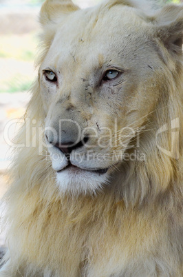 white lion