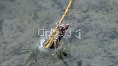grasshopper ins wasser