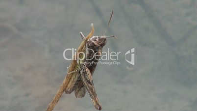 Grasshopper ins Wasser