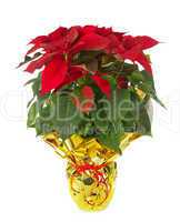 Christmas poinsettia