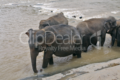 Elephants in the river