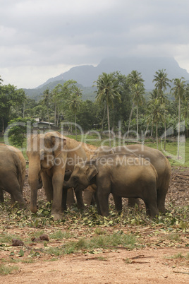 elephants heard