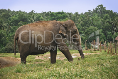 elephant in srilanka