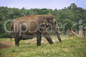 elephant in srilanka