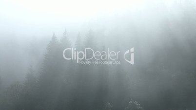 Nebel Wald Zeitraffer 01