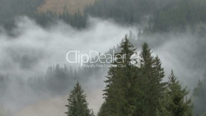 Nebel Wald Zeitraffer 03