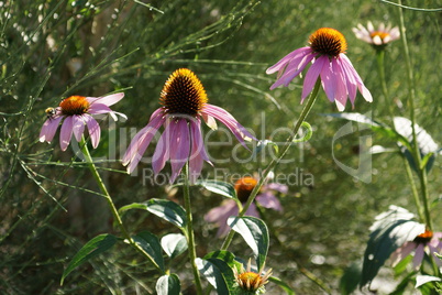 echinacea