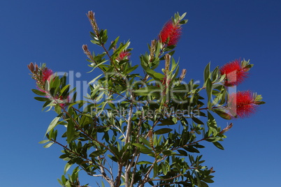 blühender zylinderputzer / flowering bottlebrush