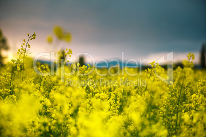 rapsfeld am sommerabend