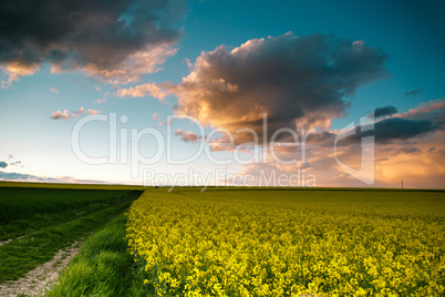 rapsfeld am sommerabend