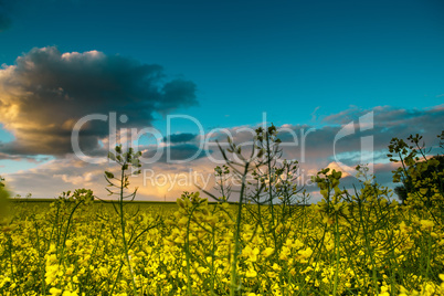 rapsfeld am sommerabend