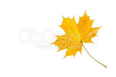 autumn leaf