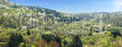 wald panorama im frühling