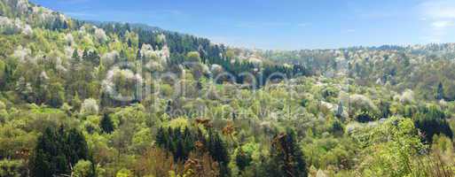 wald panorama im frühling