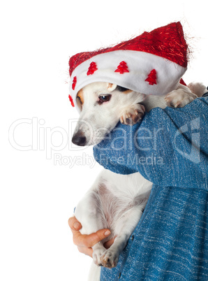 Cute jack russell with christmas hat in the arms