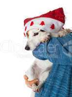 Cute jack russell with christmas hat in the arms