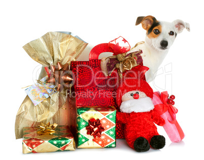 Gift boxes with cute little dog