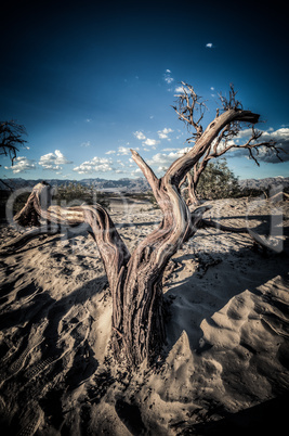 death valley dunes wood in hdr