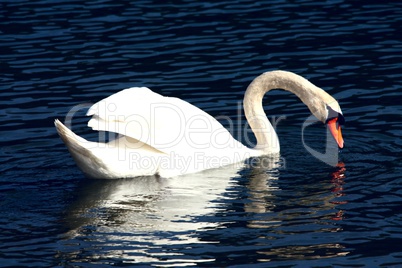 höckerschwan