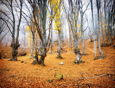 Fairy autumn forest