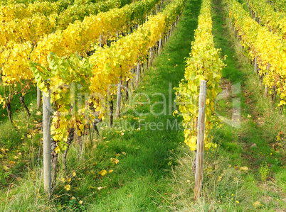 Weinberg im Herbst