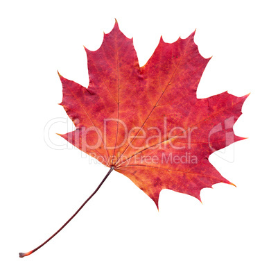 Autumn Foliage - Herbstlaub