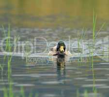 mallard duck on a pond