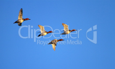 pochard ducks flying