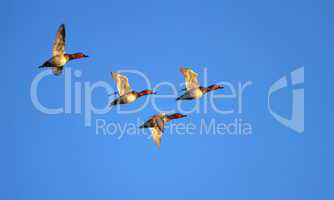 pochard ducks flying
