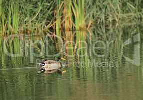 mallard duck on a pond