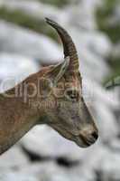 wild female alpine ibex - steinbock portrait