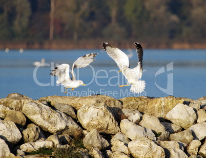 seagulls landing