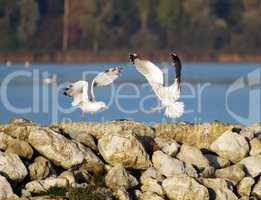 seagulls landing