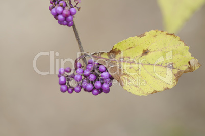 callicarpa