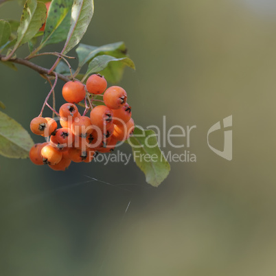 pyracantha