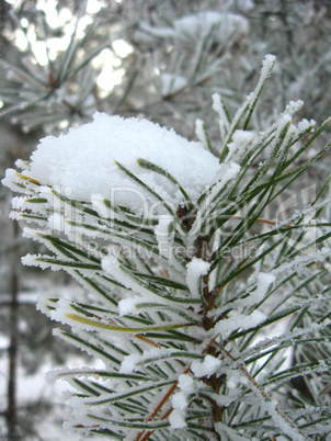 winter landscape in the forest