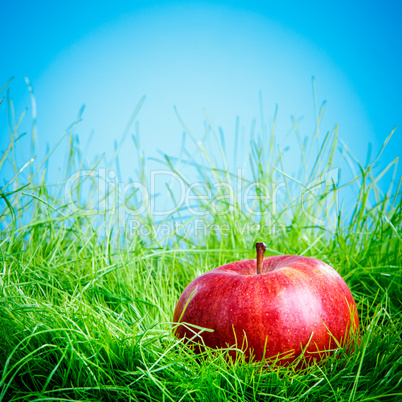 apple on the grass