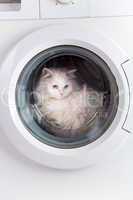 washing machine and cat