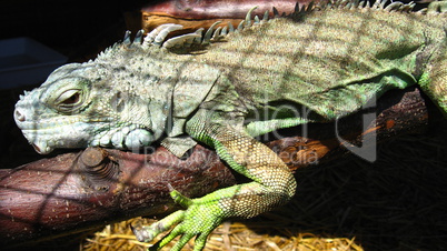 green big iguana in zoo