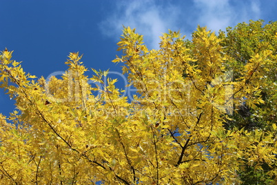 yellow autumn leaves on the tree